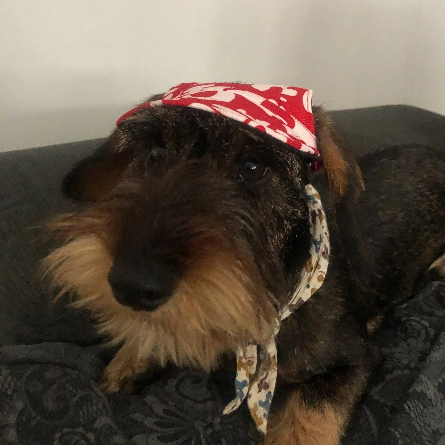 Graphic Baseball Dachshund Hat