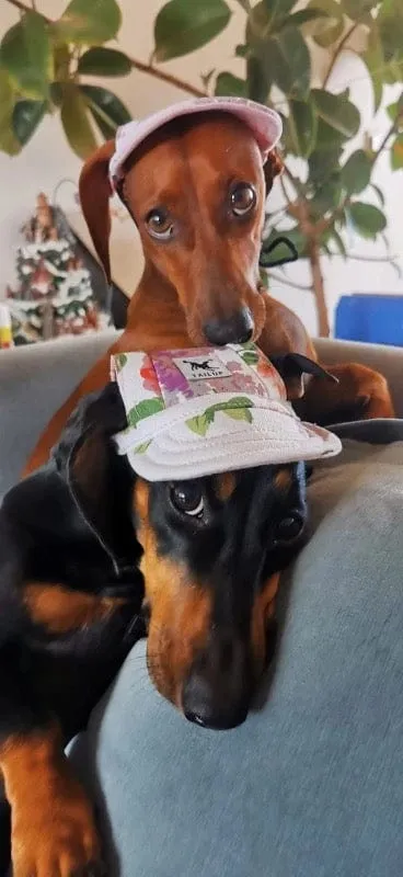 Graphic Baseball Dachshund Hat