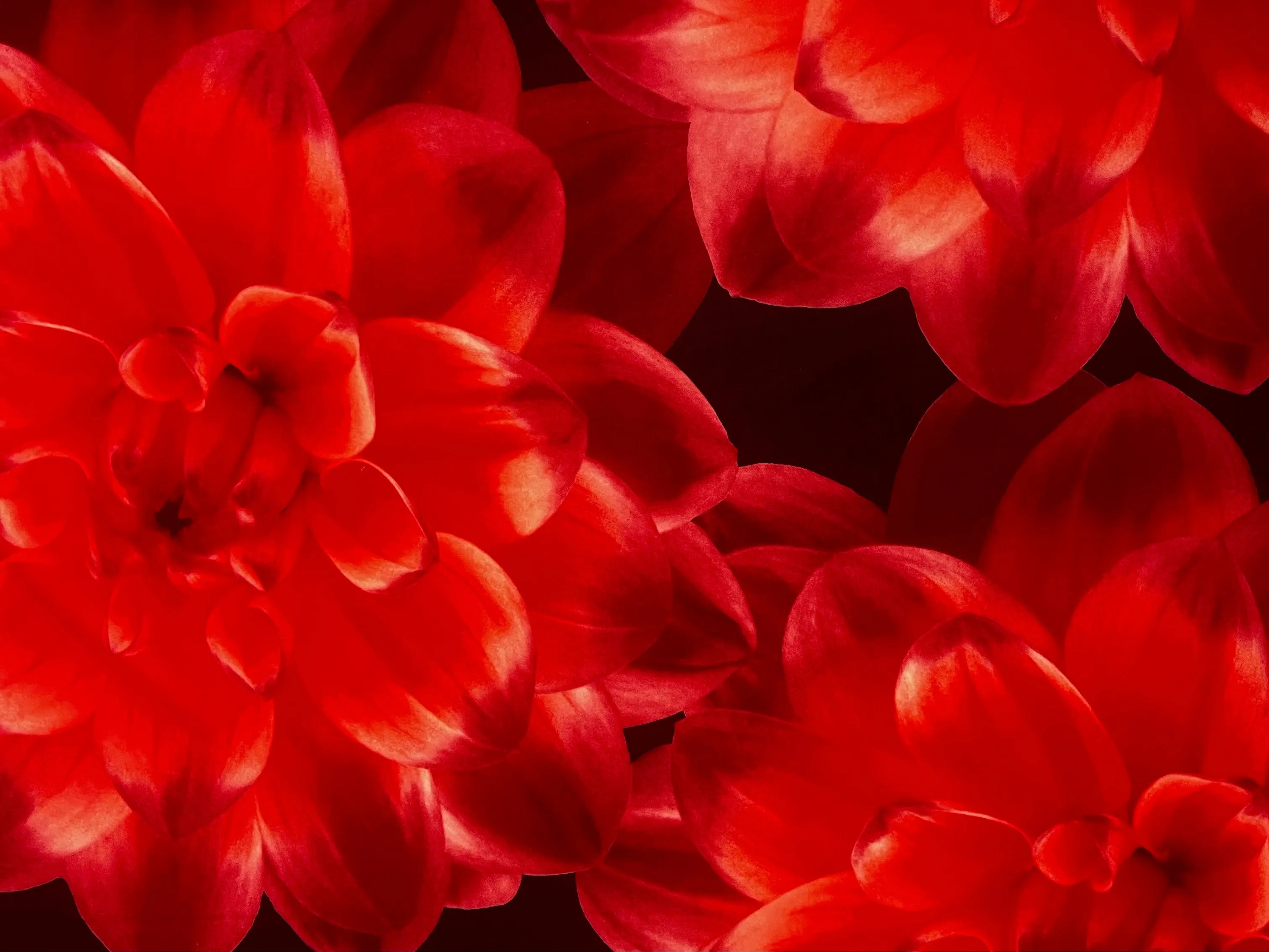 Polyester/Lycra 60" Red Flowers