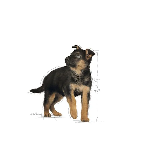 Royal Canin Maxi Puppy