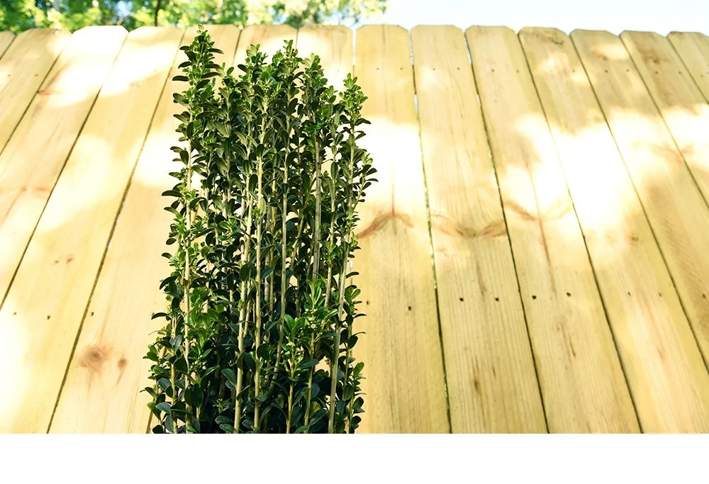 Sky Pencil Holly