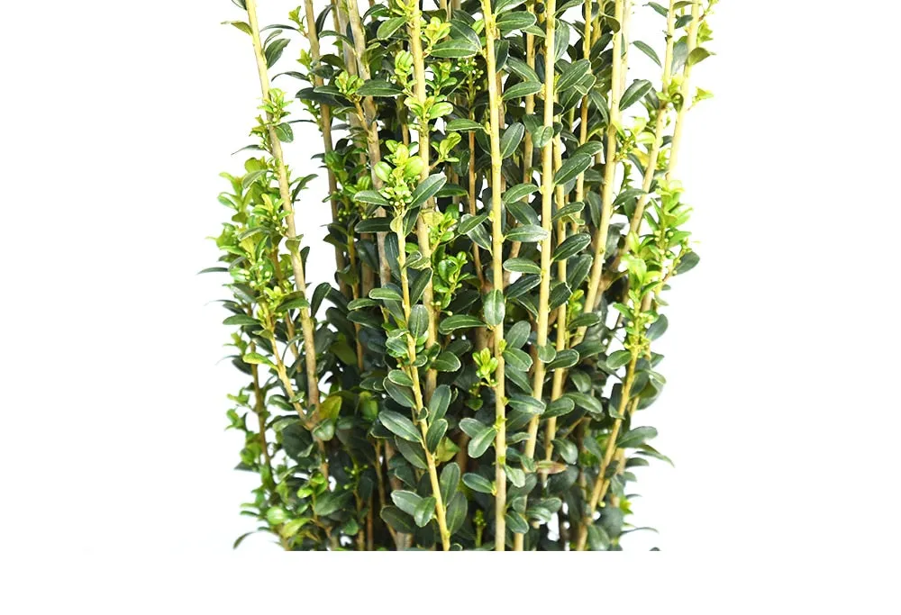 Sky Pencil Holly
